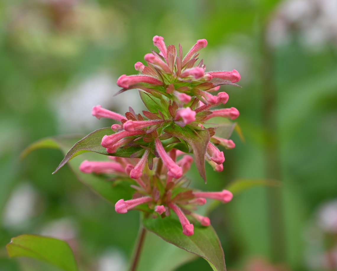 Abelia mosanensis, 댕강나무  Abelia mosanensis,Geotagged,South Korea,Spring,Zabelia tyaihyoni,댕강나무