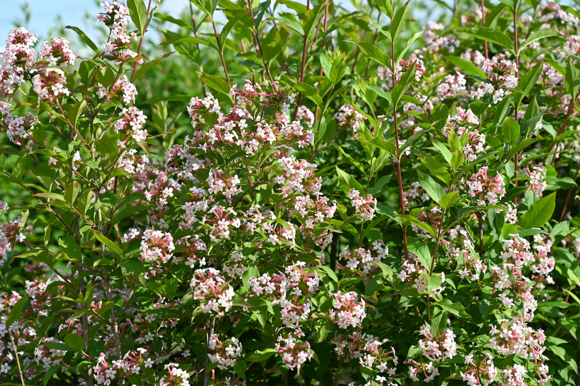 Abelia mosanensis, 댕강나무  Abelia mosanensis,Geotagged,South Korea,Spring,Zabelia tyaihyoni,댕강나무