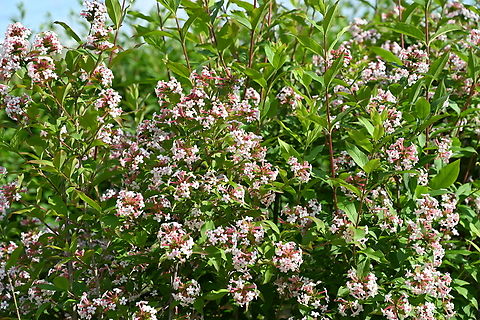 Abelia mosanensis, 댕강나무  Abelia mosanensis,Geotagged,South Korea,Spring,Zabelia tyaihyoni,댕강나무