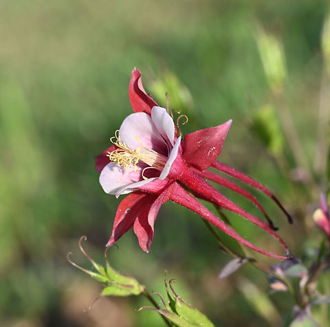 Aquilegia sp. (songbird serises) 'Cardinal', 붉은매발톱  Aquilegia,Geotagged,South Korea,Spring,cardinal,songbird,붉은매발톱