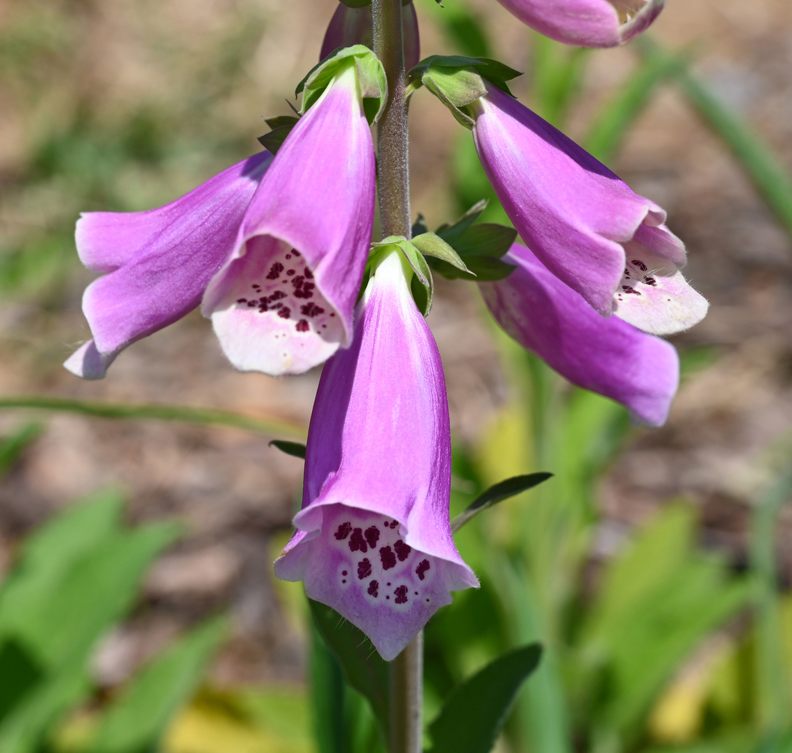 Digitalis purpurea, 디기탈리스  Digitalis purpurea,Geotagged,Purple foxglove,South Korea,Spring,디기탈리스