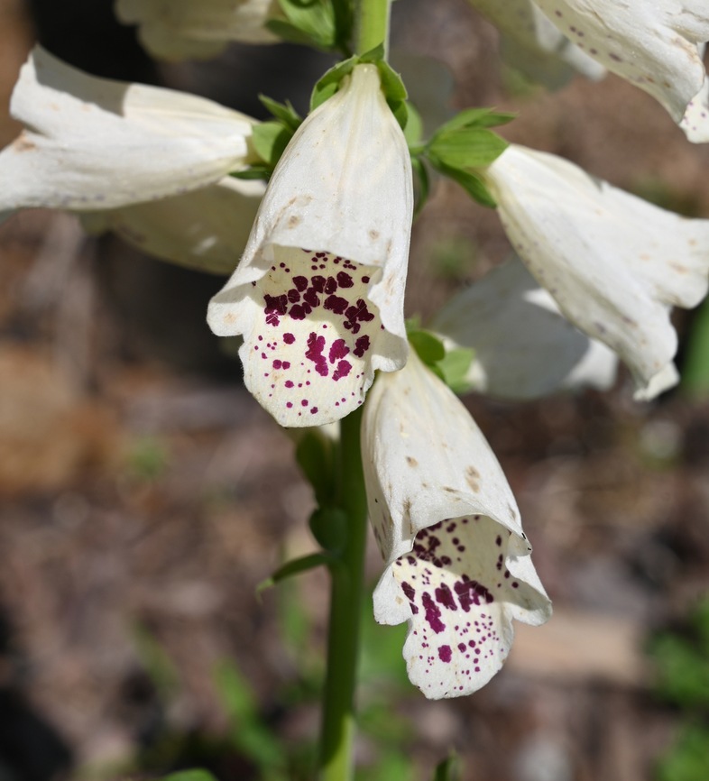 Digitalis purpurea, Dalmacian serise  Dalmacian serise,Digitalis purpurea,Geotagged,Purple foxglove,South Korea,Spring,디기탈리스달마시안
