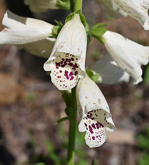 Digitalis purpurea, Dalmacian serise  Dalmacian serise,Digitalis purpurea,Geotagged,Purple foxglove,South Korea,Spring,디기탈리스달마시안