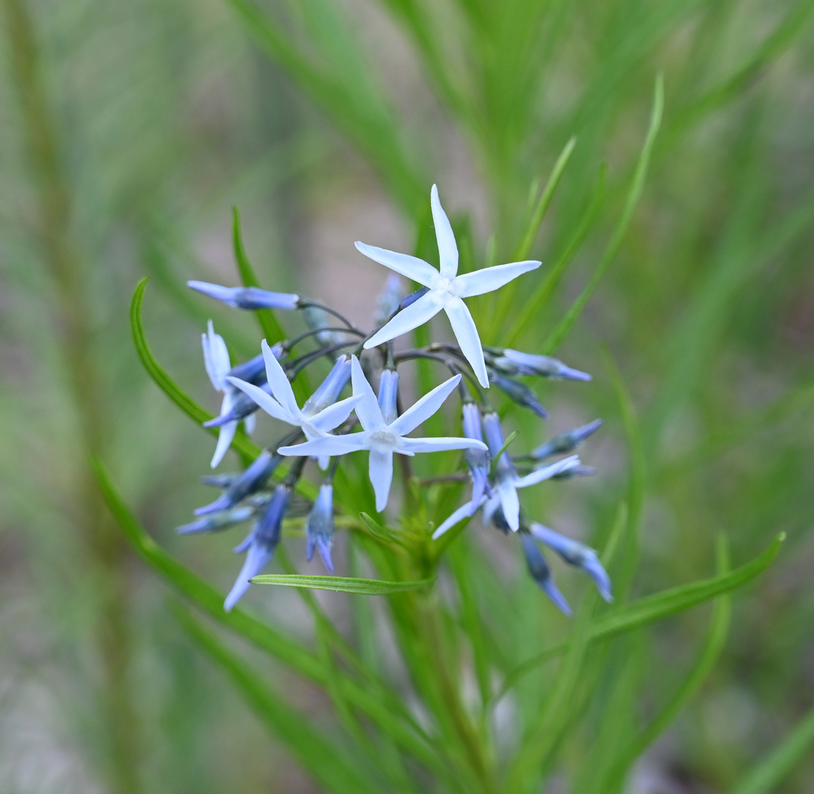 Amsonia hubrichtii, 솔정향풀  Amsonia hubrichtii,Geotagged,South Korea,Spring,솔정향풀