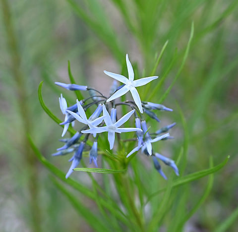 Amsonia hubrichtii, 솔정향풀 Amsonia hubrichtii,Geotagged,South Korea,Spring,솔정향풀