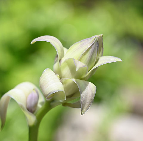 Cephalanthera damasonium, 금난초  Cephalanthera damasonium,Geotagged,South Korea,Spring,White Helleborine,금난초