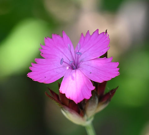Dianthus giganteus, 패랭이꽃 Dianthus giganteus,Geotagged,South Korea,Spring,패랭이꽃