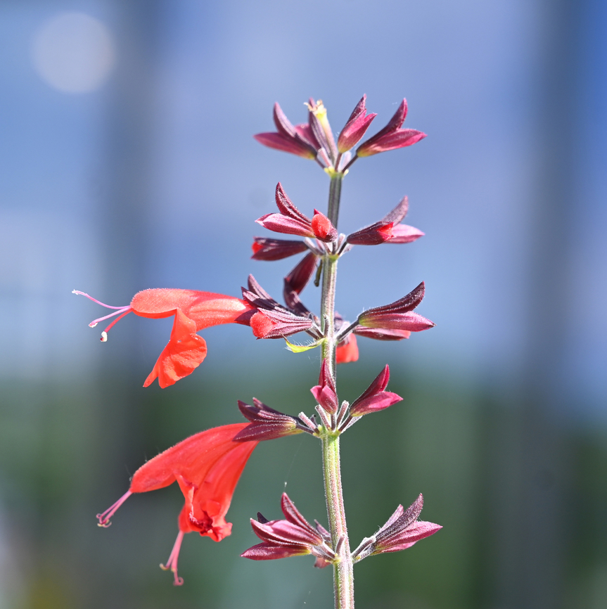 Salvia coccinea, 사루비아  Geotagged,Salvia coccinea,South Korea,Spring,Tropical Sage,사루비아