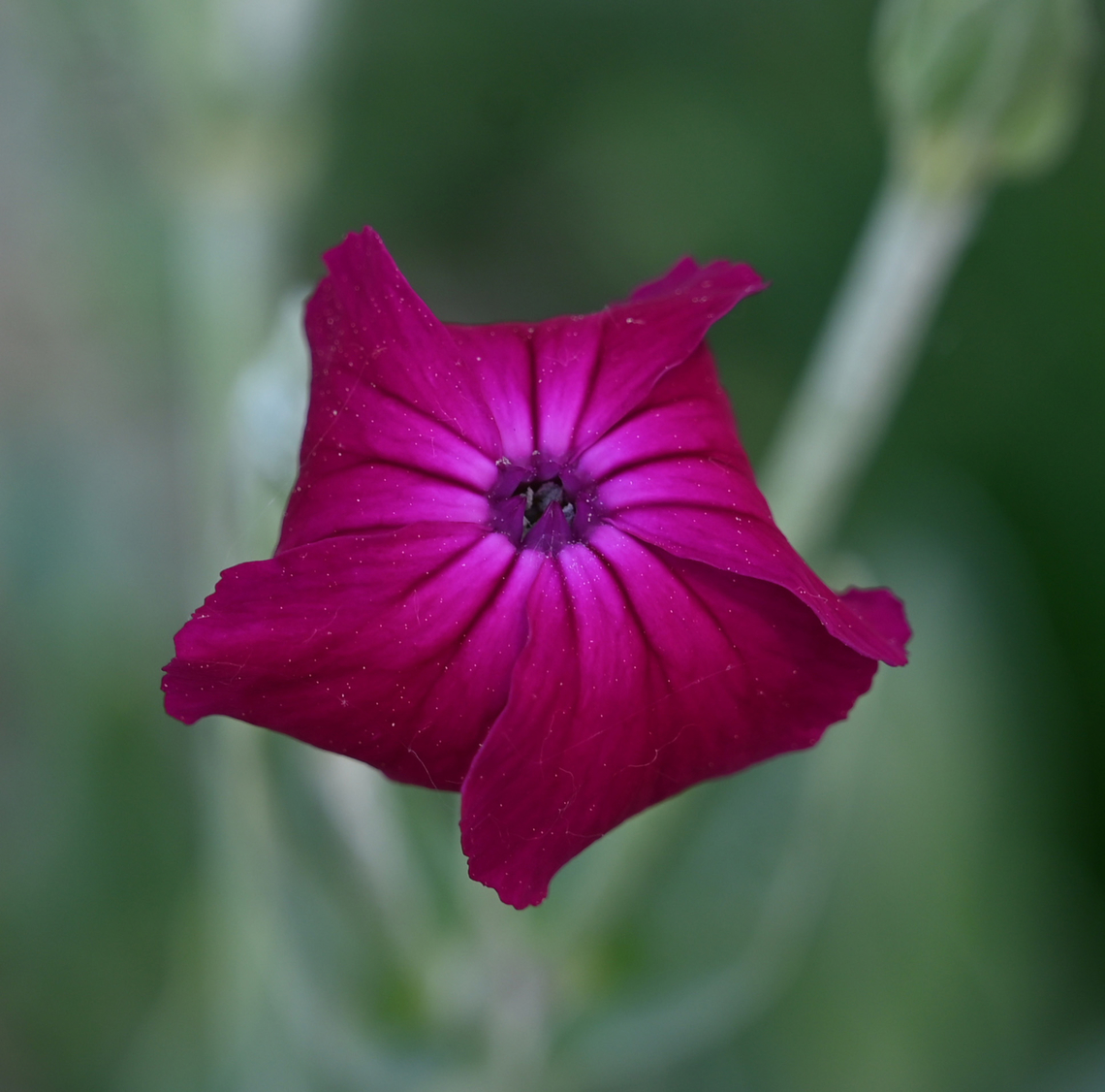 Silene coronaria, 우단동자  Geotagged,Rose Campion,Silene coronaria,South Korea,Spring,우단동자
