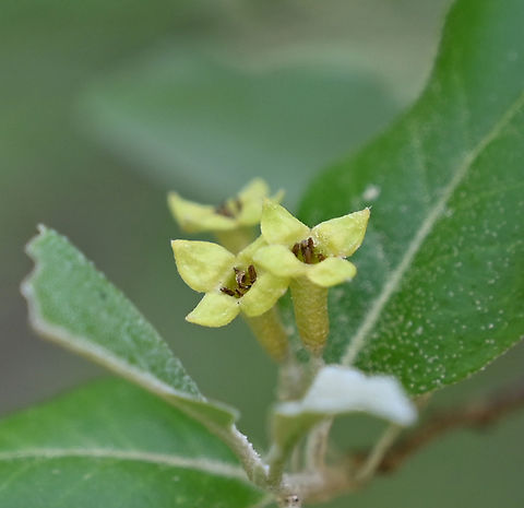 Elaeagnus umbellata, autumn olive, 보리수  Autumn olive,Elaeagnus umbellata,Geotagged,South Korea,Spring,autumn olive,보리수
