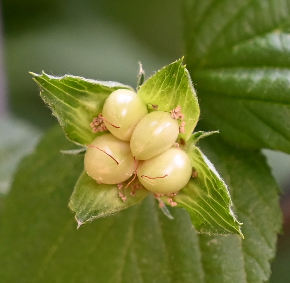 Rhodotypos scandens, 병아리꽃나무  Geotagged,Jetbead,Rhodotypos scandens,South Korea,Spring,병아리꽃나무