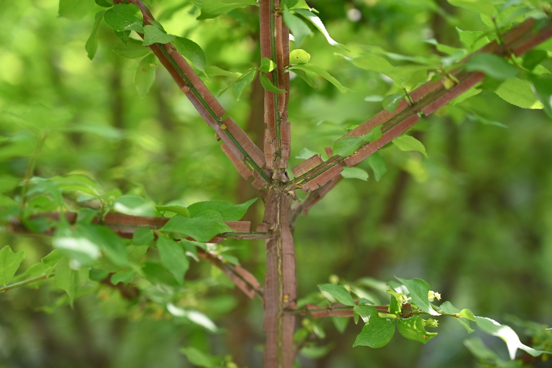 Euonymus alatus, 화살나무  Euonymus alatus,Geotagged,South Korea,Spring,Winged Euonymus,화살나무