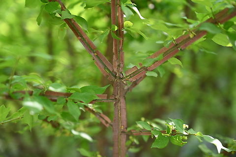 Euonymus alatus, 화살나무  Euonymus alatus,Geotagged,South Korea,Spring,Winged Euonymus,화살나무
