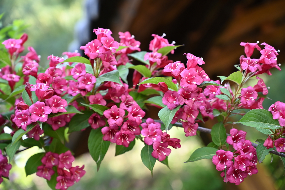 Weigela subsessilis, 병꽃나무, (Korean weigela)  Geotagged,South Korea,Spring,Weigela subsessilis,병꽃나무