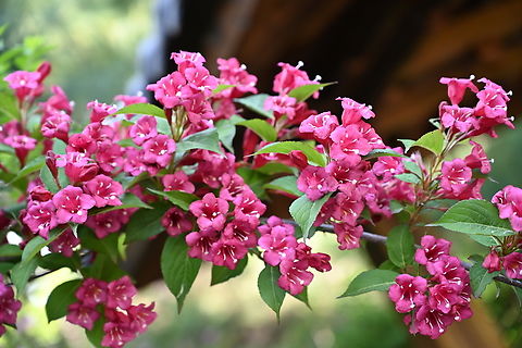Weigela subsessilis, 병꽃나무, (Korean weigela)  Geotagged,South Korea,Spring,Weigela subsessilis,병꽃나무
