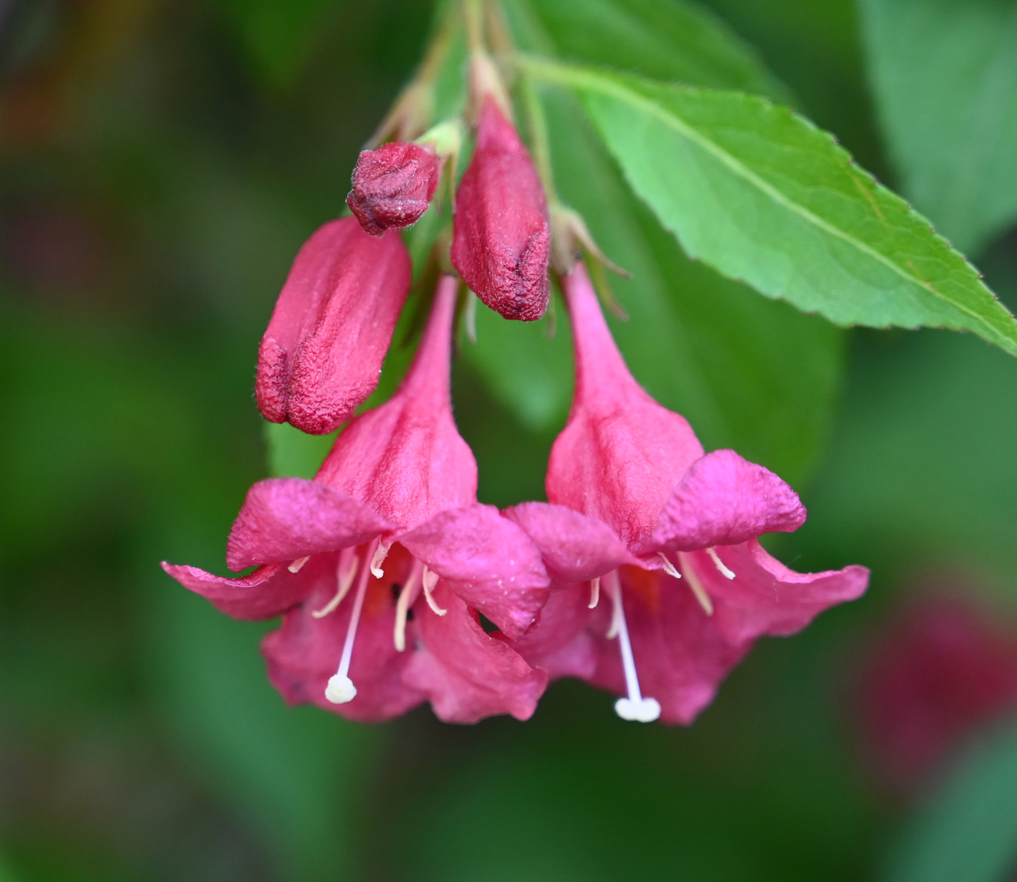 Weigela subsessilis, 병꽃나무  Geotagged,South Korea,Spring,Weigela subsessilis,병꽃나무