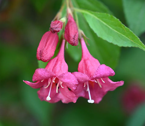 Weigela subsessilis, 병꽃나무  Geotagged,South Korea,Spring,Weigela subsessilis,병꽃나무