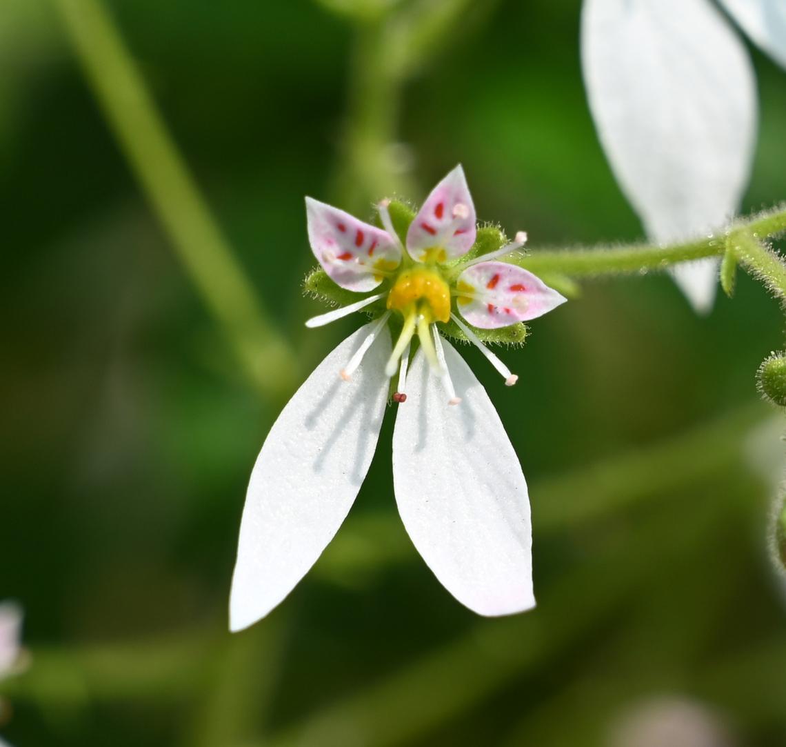 Saxifraga stolonifera, 바위취  Geotagged,Mother-of-Thousands,Saxifraga stolonifera,South Korea,Spring,바위취