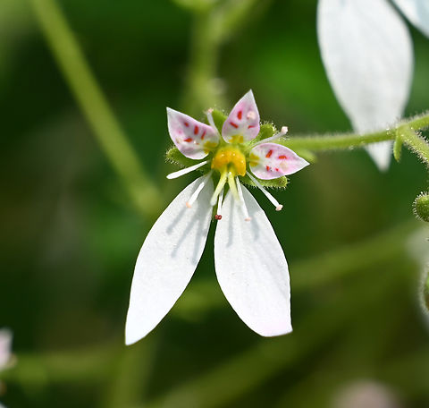 Saxifraga stolonifera, 바위취  Geotagged,Mother-of-Thousands,Saxifraga stolonifera,South Korea,Spring,바위취