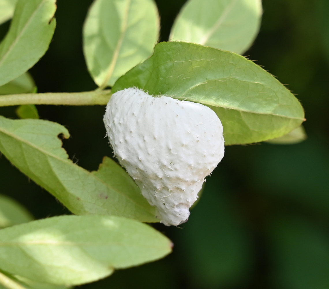 Exobasidium, vaccinii, 철쭉떡병 Known as &#039;Azalea Gall&#039;, looks like Heart Shape. Exobasidium,Exobasidium vaccinii,Geotagged,South Korea,Spring,vaccinii,철쭉떡병