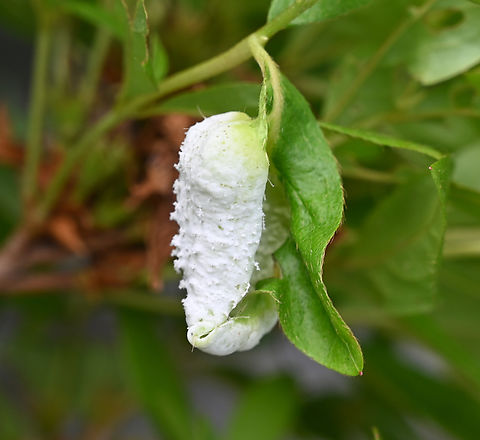 Exobasidium, vaccinii, 철쭉떡병  Exobasidium,Exobasidium vaccinii,Geotagged,South Korea,Spring,vaccinii,철쭉떡병