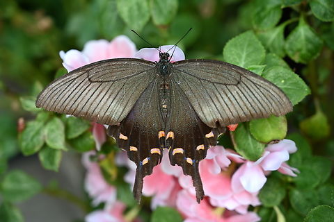 Papilio helenus, 무늬박이제비나비  Geotagged,Papilio helenus,Red Helen,South Korea,Summer,무늬박이제비나비