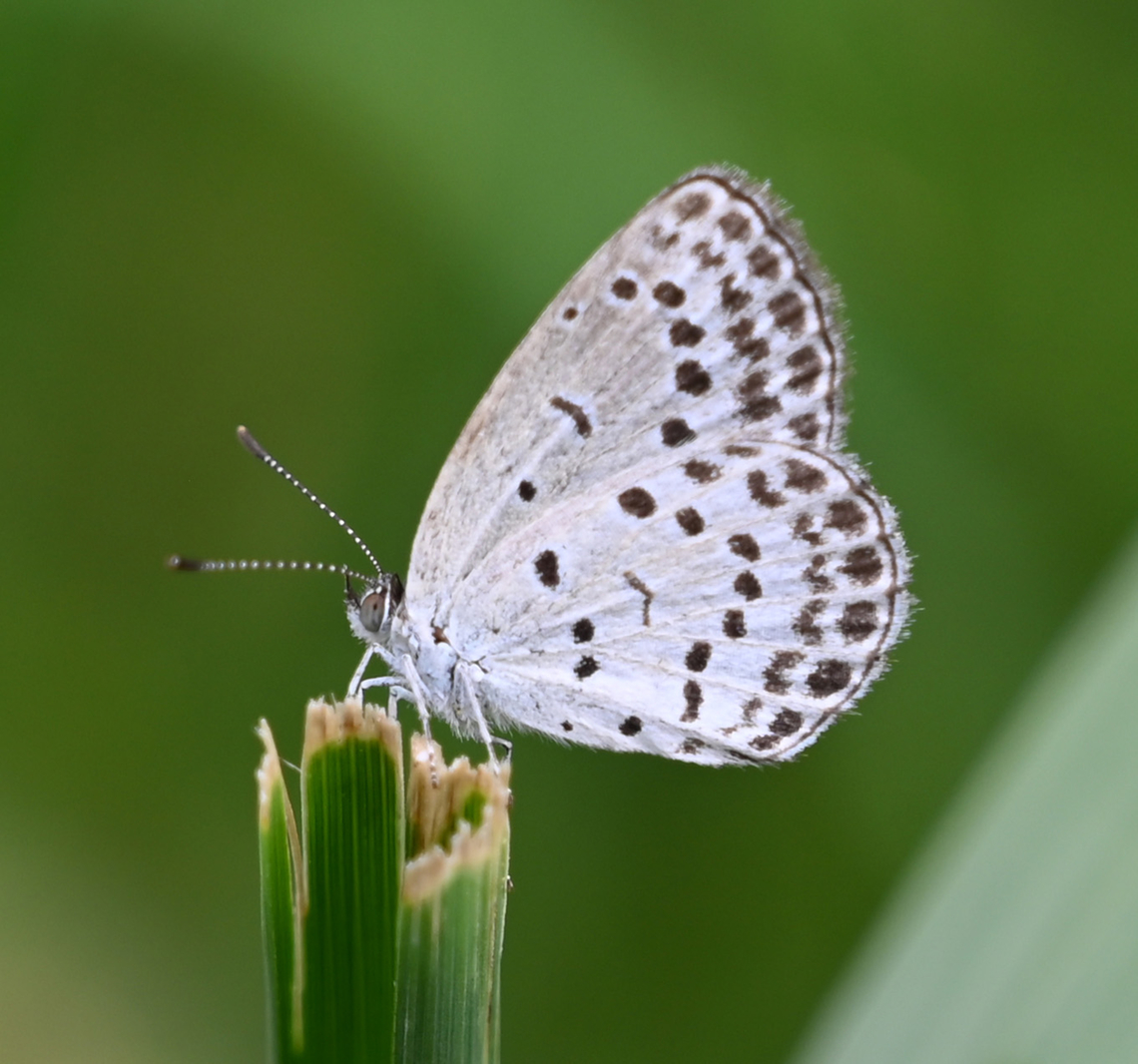 Pseudozizeeria maha, 남방부전나비  Geotagged,Pale grass blue,Pseudozizeeria maha,South Korea,Summer,남방부전나비