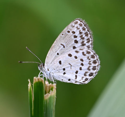 Pseudozizeeria maha, 남방부전나비  Geotagged,Pale grass blue,Pseudozizeeria maha,South Korea,Summer,남방부전나비