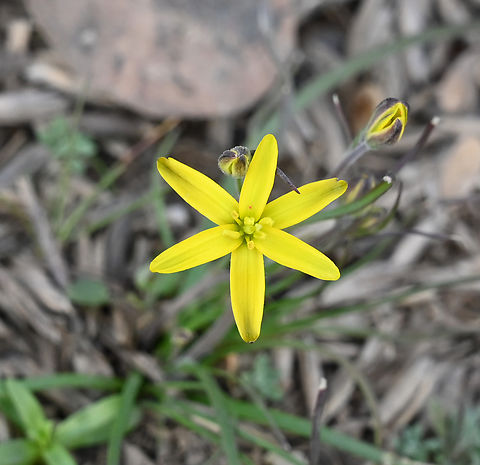Gagea lutea, 중의무릇  Gagea lutea,Geotagged,Tajikistan,Winter,Yellow Star-of-Bethlehem,중의무릇