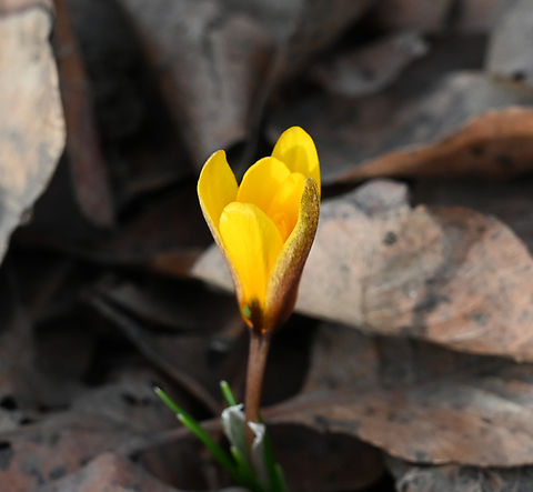 Crocus flavus, 노란 크로크스  Crocus flavus,Geotagged,Tajikistan,Winter,crocus flavus,노란 크로크스