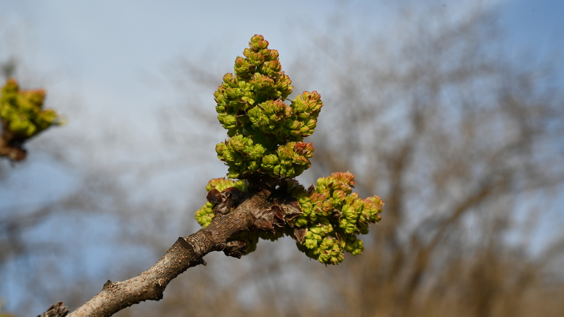 Pistacia vera, 피스타치오 꽃  Geotagged,Pistachio,Pistacia vera,Spring,Tajikistan,피스타치오 꽃