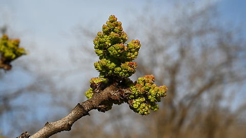 Pistacia vera, 피스타치오 꽃  Geotagged,Pistachio,Pistacia vera,Spring,Tajikistan,피스타치오 꽃