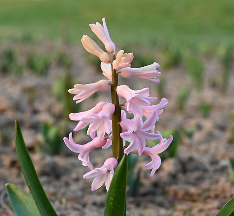 Hyacinthus orientalis, 희아신스  Common hyacinth,Geotagged,Hyacinthus orientalis,Tajikistan,Winter,ㅣ희아신스