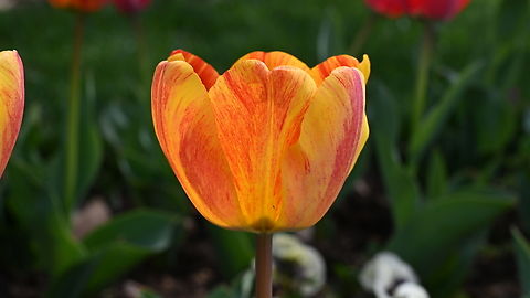 Tulipa gesneriana, 튤립  Garden Tulip,Geotagged,Spring,Tajikistan,Tulipa gesneriana,튤립꽃