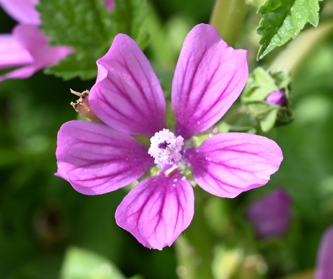 Malva_sylvestris, 당아욱  Common Mallow,Geotagged,Malva sylvestris,Tajikistan,당아욱