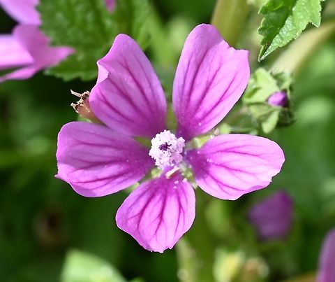 Malva_sylvestris, 당아욱  Common Mallow,Geotagged,Malva sylvestris,Tajikistan,당아욱