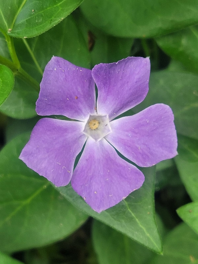 Vinca_major, 큰잎빈카  Blue periwinkle,Geotagged,Tajikistan,Vinca major,Vinca major 큰잎빈카