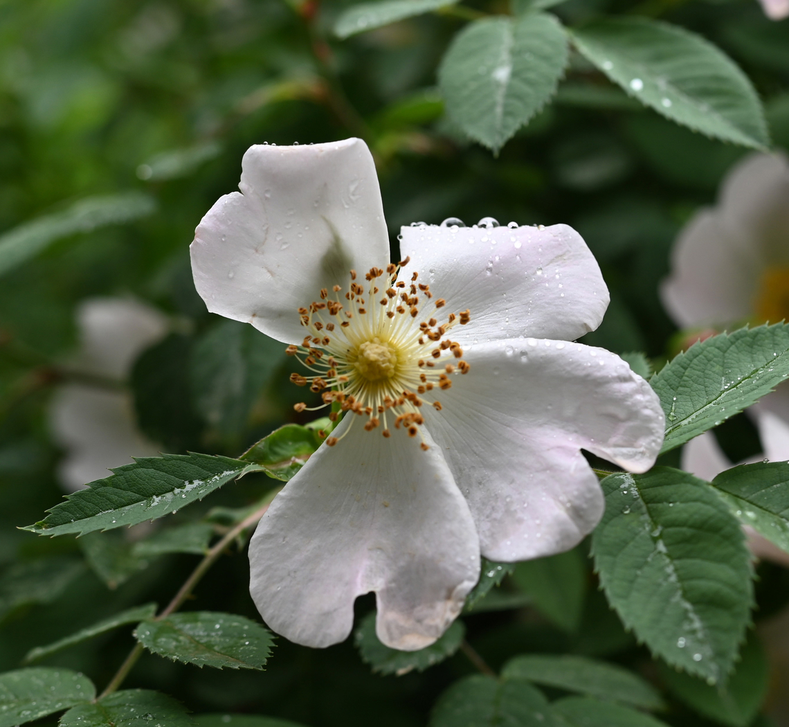 Rosa arvensis, 장미꽃  Field Rose,Geotagged,Rosa arvensis,Spring,Tajikistan,장미꽃