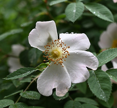 Rosa arvensis, 장미꽃  Field Rose,Geotagged,Rosa arvensis,Spring,Tajikistan,장미꽃