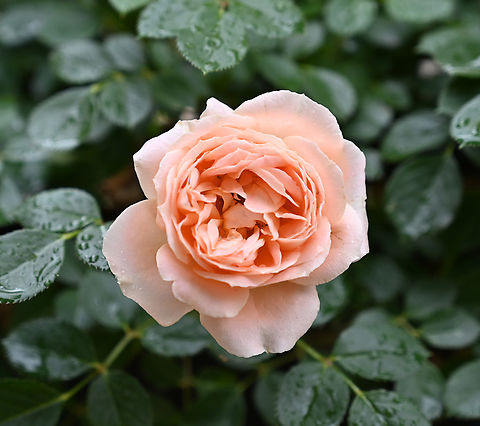 Hybrid tea rose, 장미꽃  Geotagged,Hybrid tea rose,Spring,Tajikistan,장미꽃