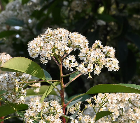 Photinia serratifolia, 둥근홍가시 Geotagged,Photinia serratifolia,Spring,Tajikistan,둥근홍가시