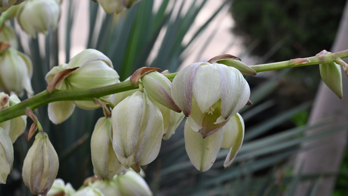 Yucca aloifolia, 휴케라  Geotagged,Spanish-bayonet,Spring,Tajikistan,Yucca aloifolia,Yucca arizonica,휴케라