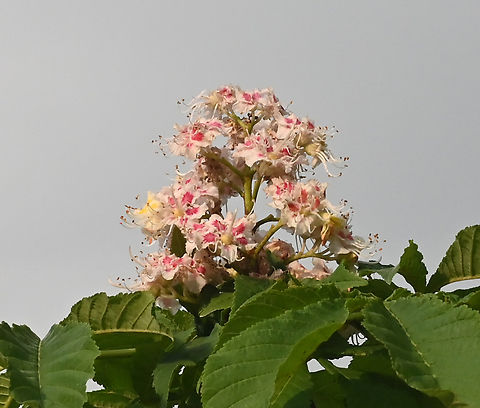 Aesculus hippocastanum, 마로니에  Aesculus hippocastanum,Geotagged,Spring,Tajikistan,마로니에