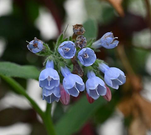 Symphytum caucasicum, 컴프리  Caucasian comfrey,Geotagged,Spring,Symphytum caucasicum,Tajikistan,컴프리