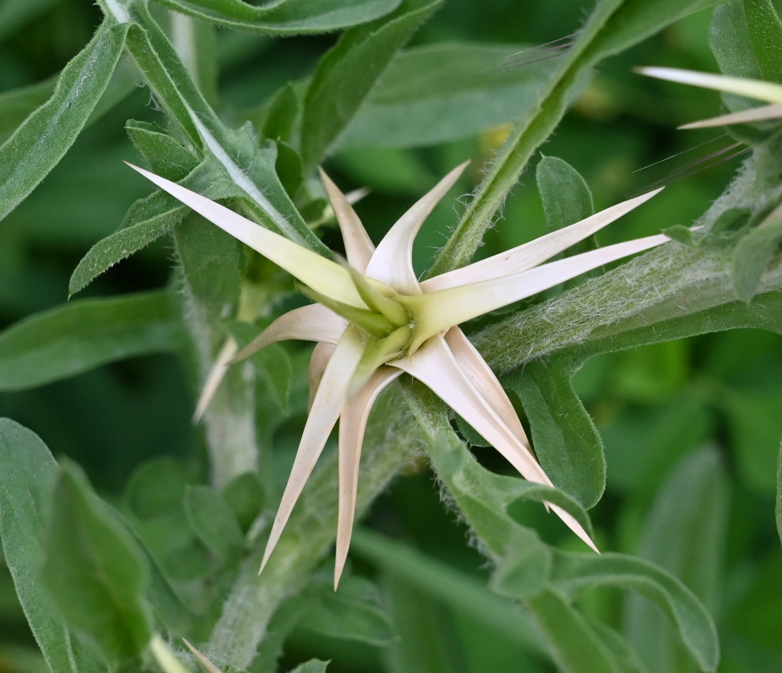 Centaurea calcitrapa  Centaurea calcitrapa,Geotagged,Spring,Tajikistan