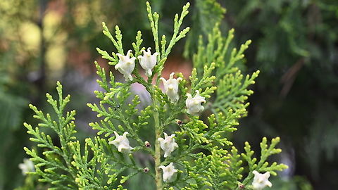 Oriental arborvitae, 측백나무  Chinese arborvitae,Geotagged,Oriental arborvitae,Platycladus orientalis,Spring,Tajikistan,측백나무
