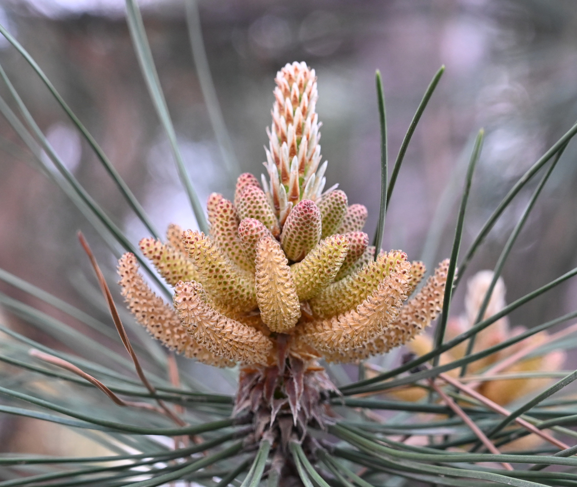 Pinus nigra, 소나무 꽃  European black pine,Geotagged,Pinus nigra,Spring,Tajikistan,소나무 꽃