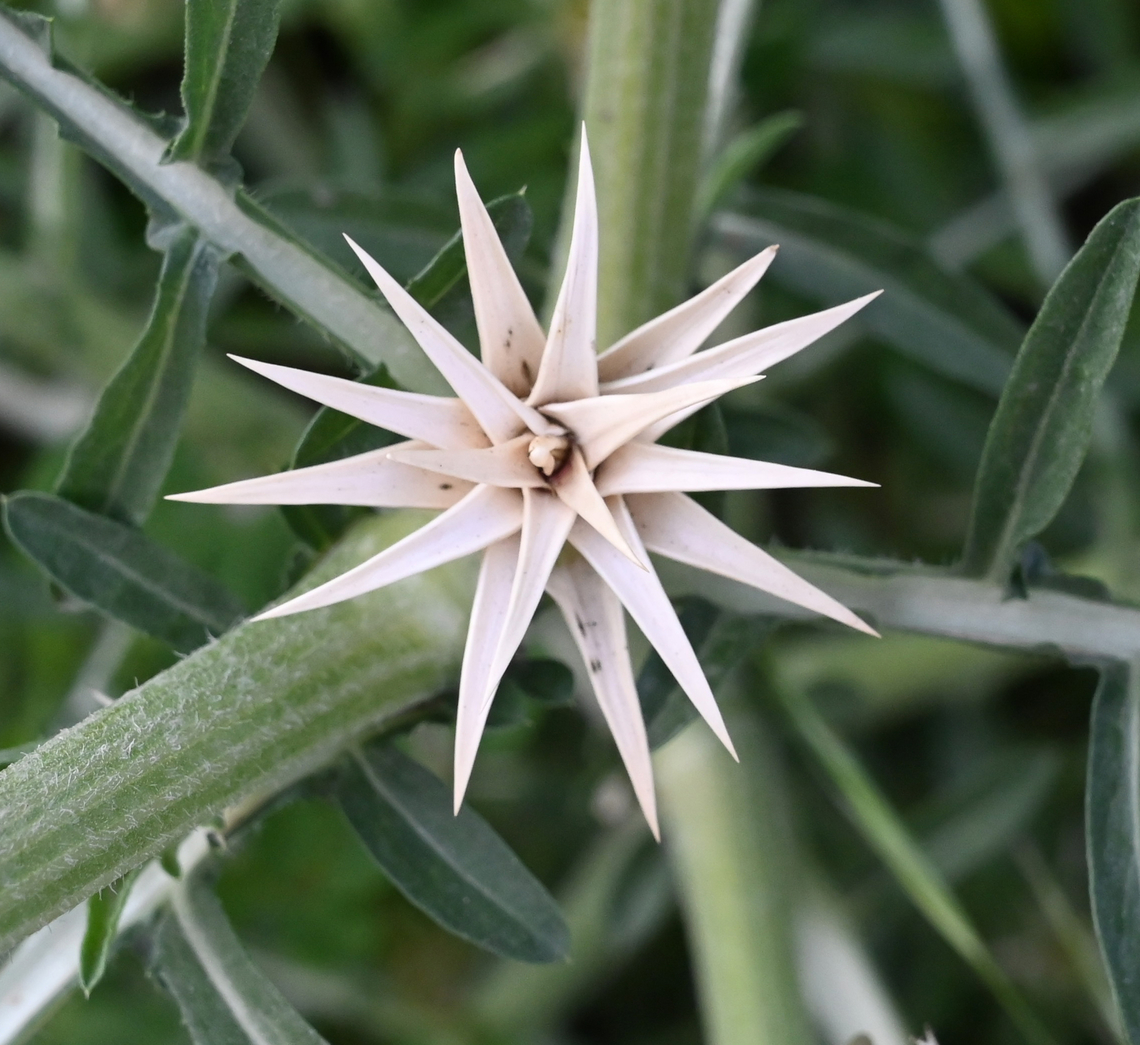 Centaurea calcitrapa, 고륙꽃  Centaurea calcitrapa,Geotagged,Purple Star-Thistle,Spring,Tajikistan,고륙꽃