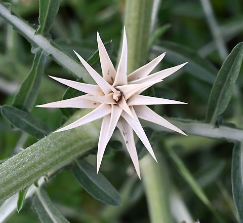 Centaurea calcitrapa, 고륙꽃  Centaurea calcitrapa,Geotagged,Purple Star-Thistle,Spring,Tajikistan,고륙꽃