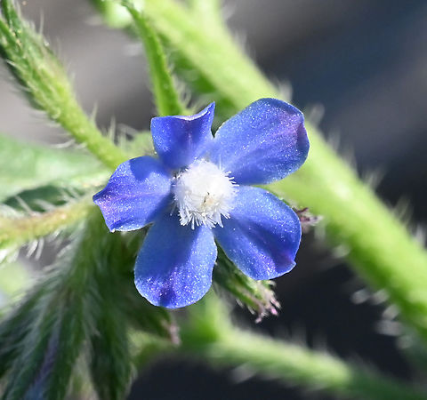 Anchusa azurea, 앙쿠사 아주레아  Anchusa azurea,Geotagged,Spring,Tajikistan,앙쿠사 아주레아